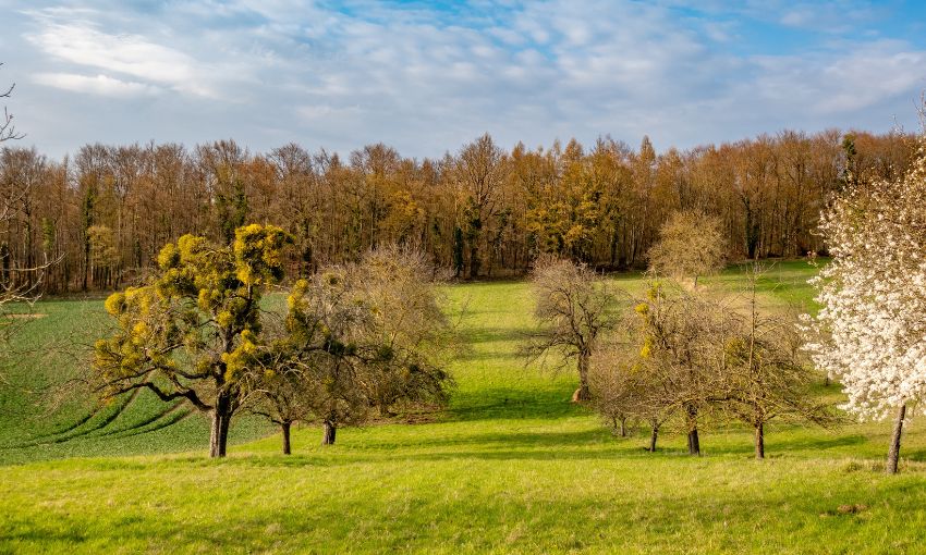alberi