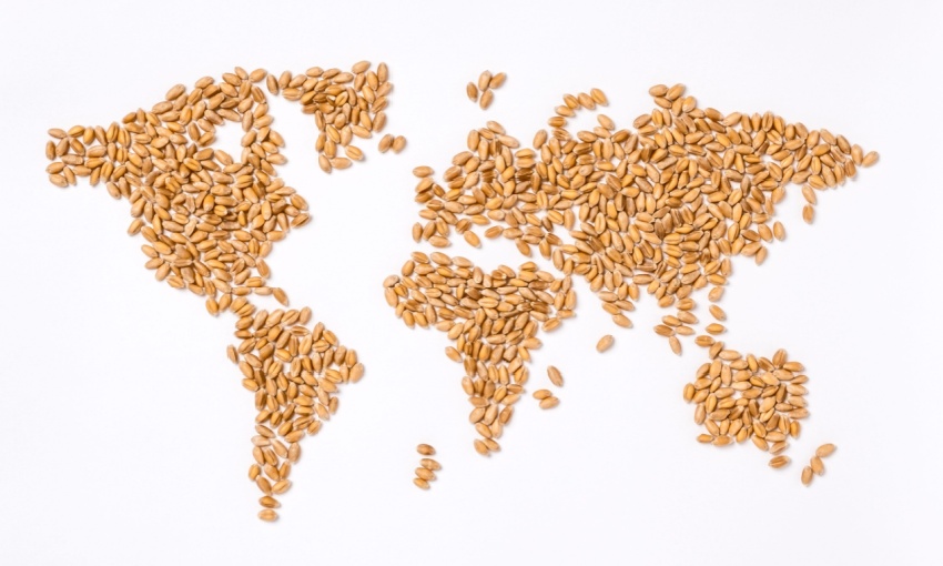 grano nel mondo