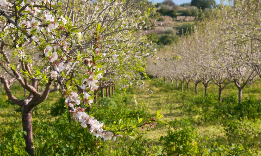 mandorli in fiore