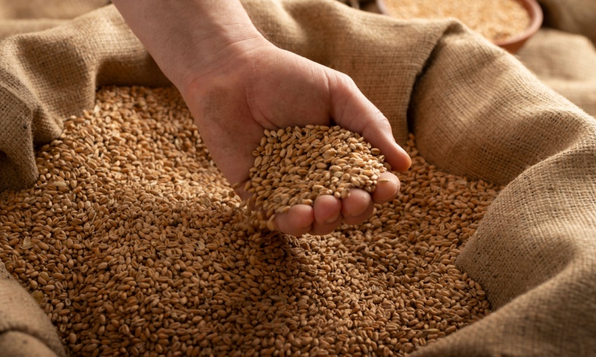 mano nel grano