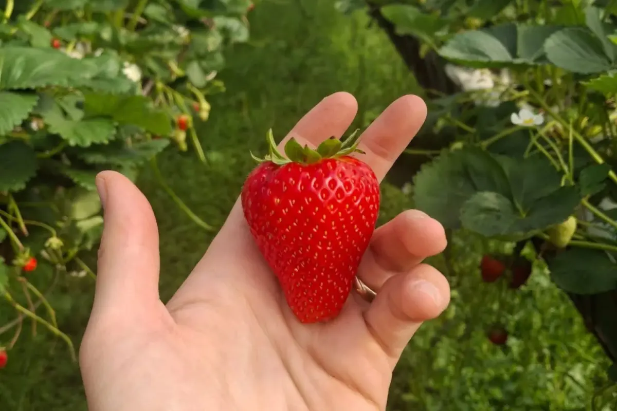 Le fragole di Sofia
