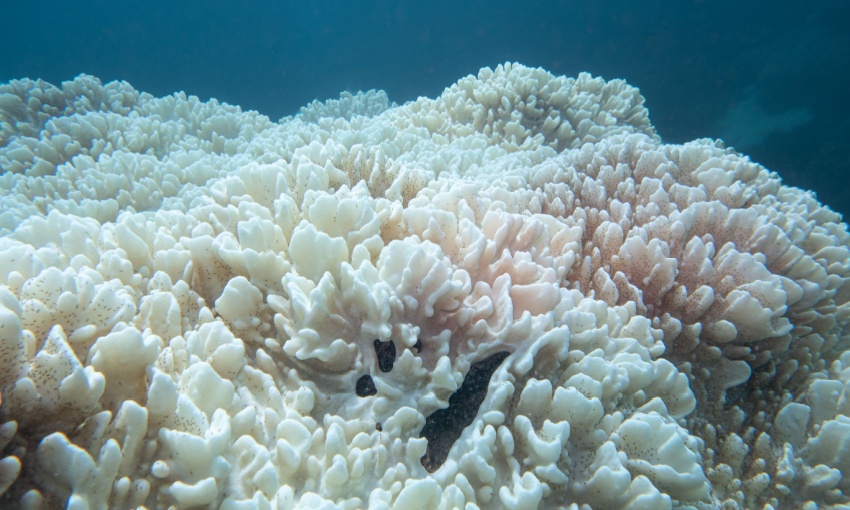 barriera corallina