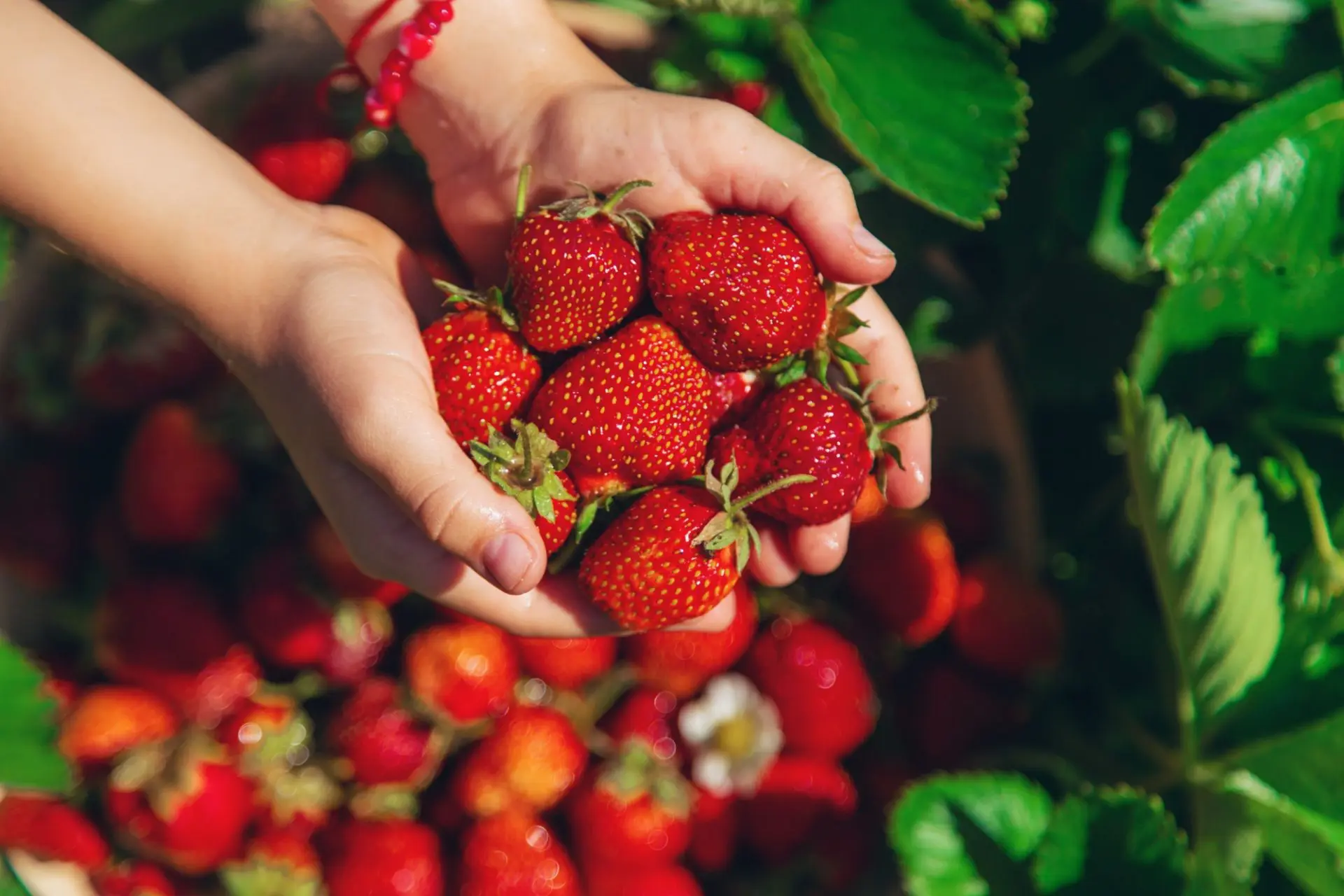 fragole