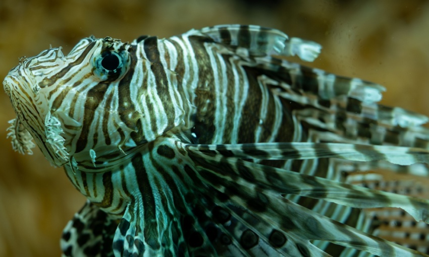 pesce tropicale