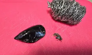 pulizia delle cozze
