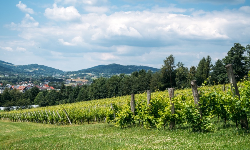 vigneto e bosco