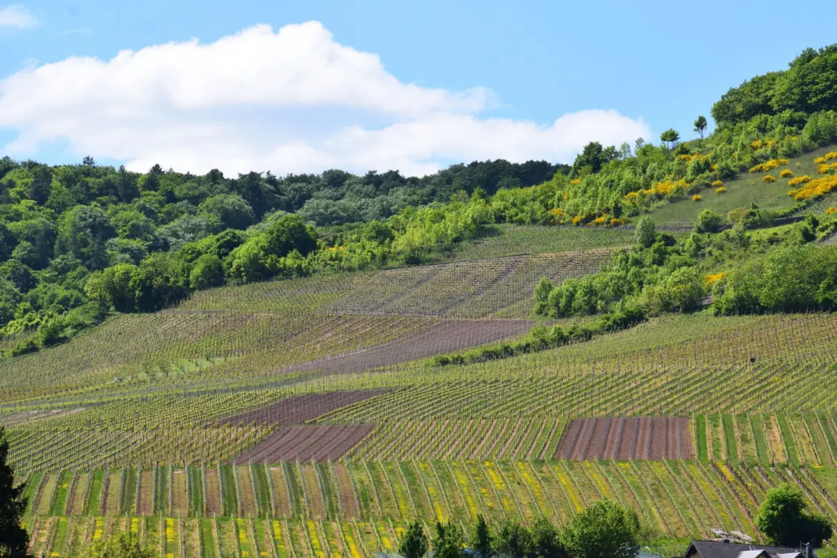 vigna e bosco