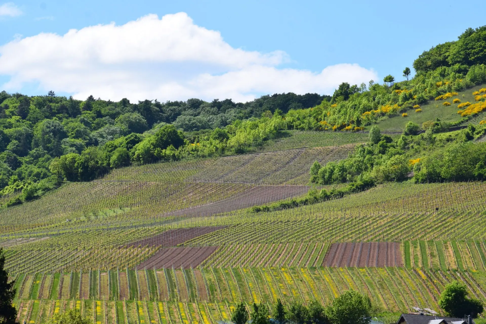 vigna e bosco