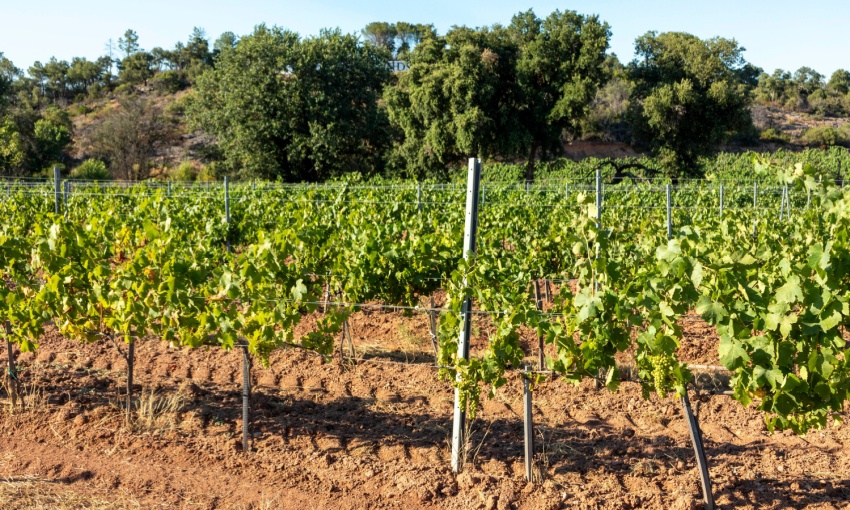 vigneto confinante con un bosco