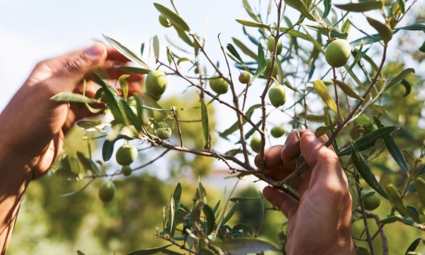 raccolta olive