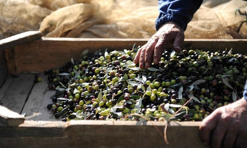 olive