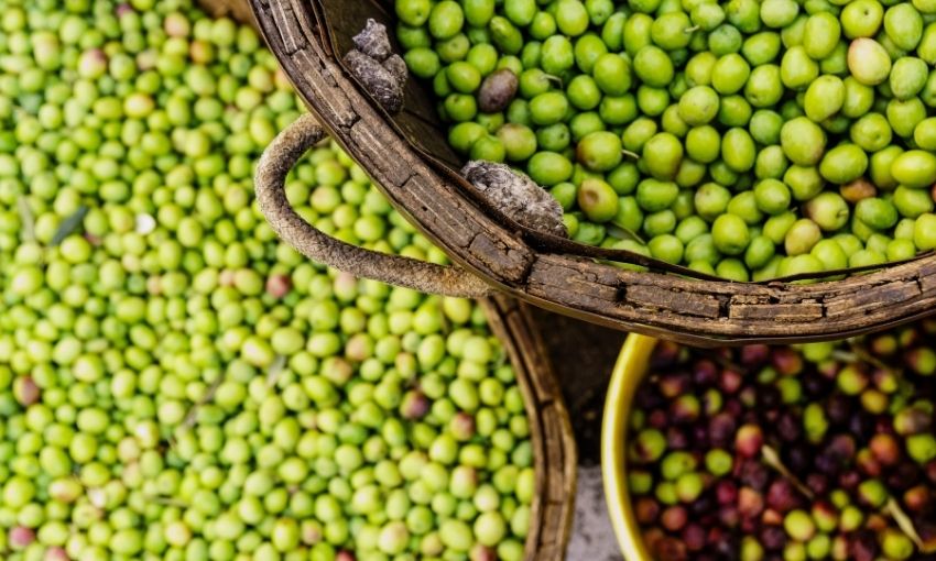 ceste di olive