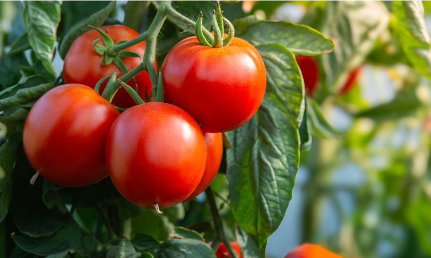 pomodori