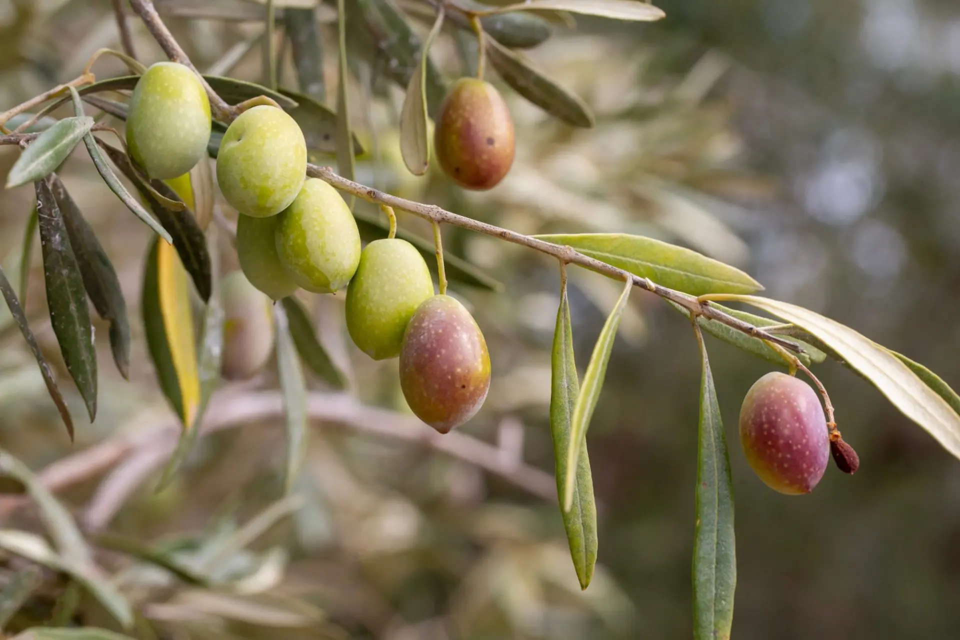 piante di olive