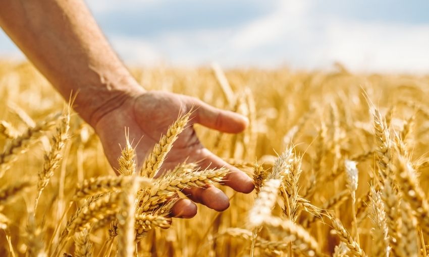 campo di grano