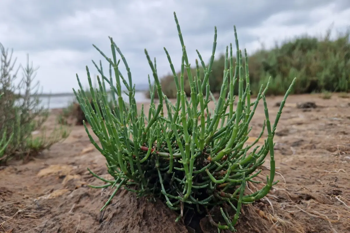 foto di una salicornia nell'ambiente naturale