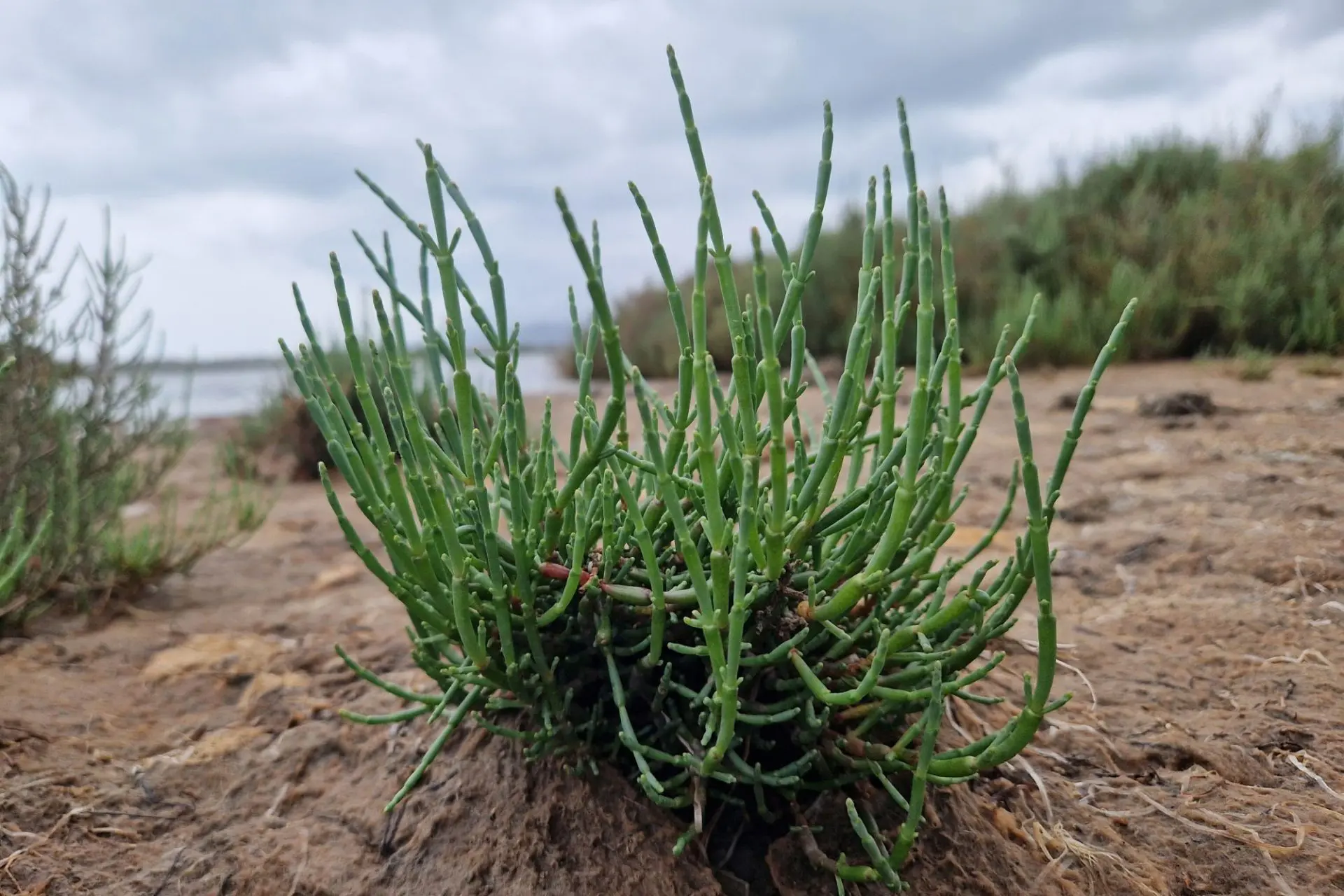 foto di una salicornia nell'ambiente naturale
