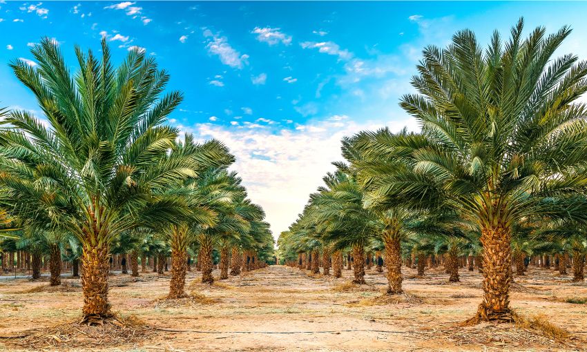 palme da datteri