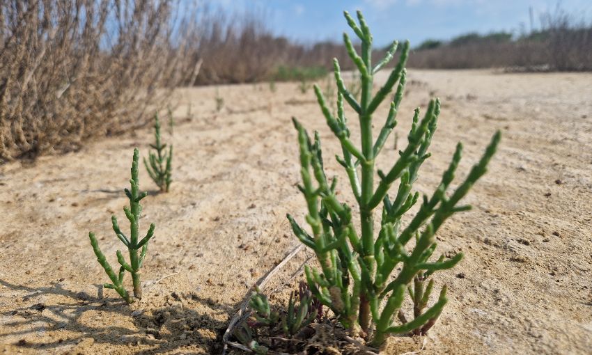 Foto di una salicornia nell'ambiente naturale
