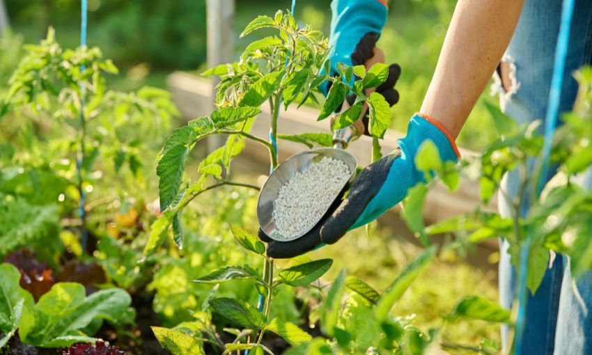 fertilizzanti